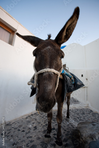 Donkey