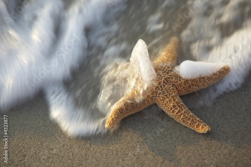 seastar on the beach