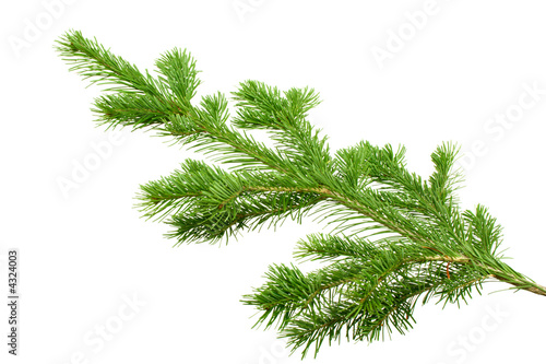 the silver Fir Tree Branch isolated on white