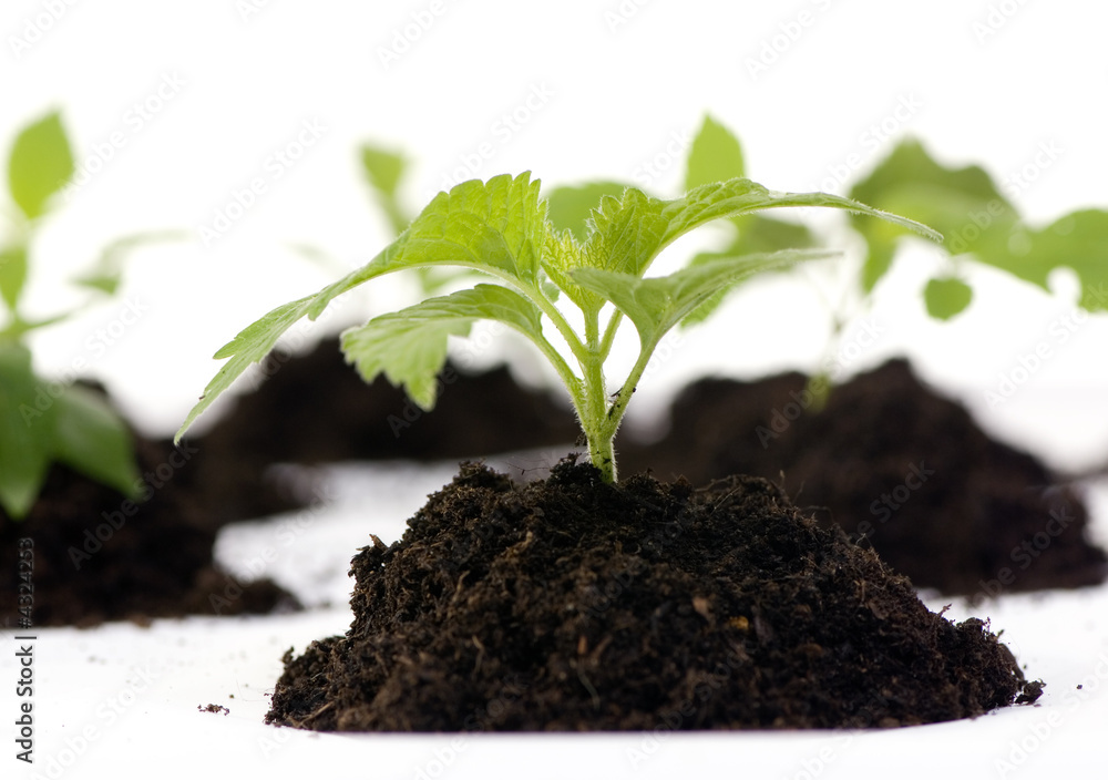 New Life New Life