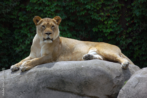 Lion