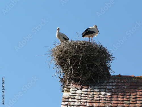 1060497 cigognes au nid