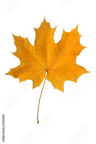 Yellow maple leaf.