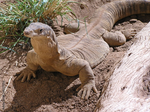 Goanna