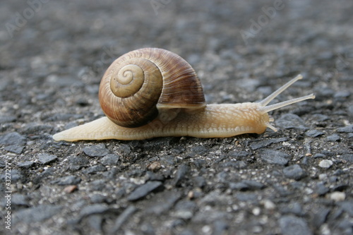 Schnecke