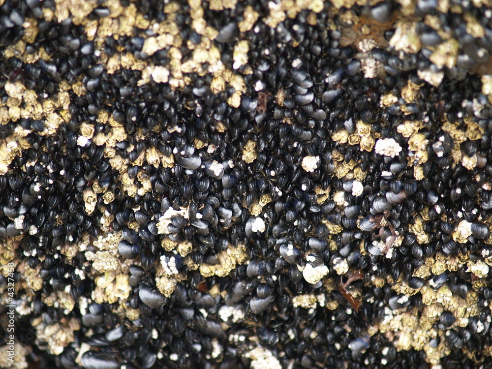 Barnacle encrusted rock
