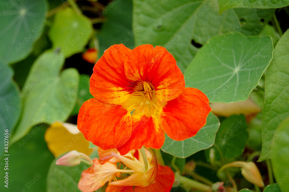 Naklejka premium malve