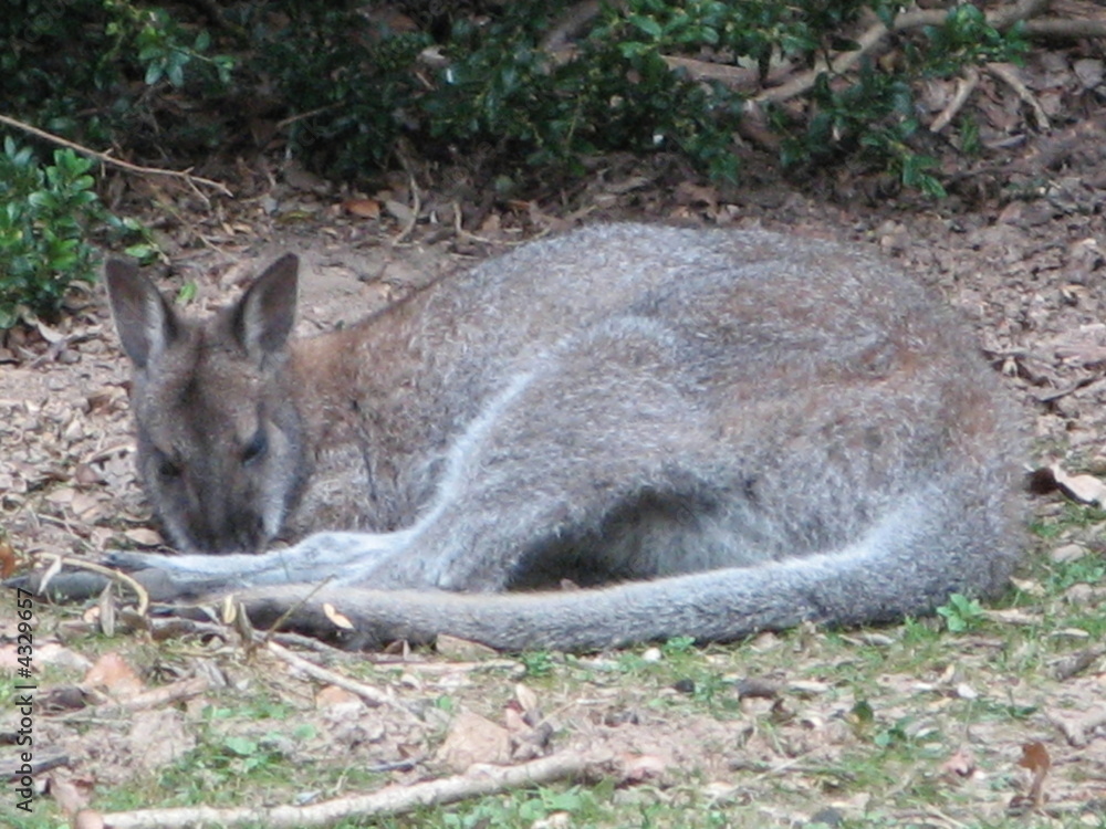 Fototapeta premium kangourou