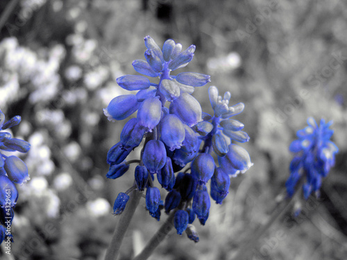 Bluebells