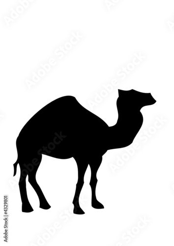 Kamel
