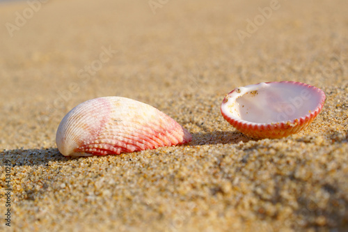 Pink seashells on the beach photo