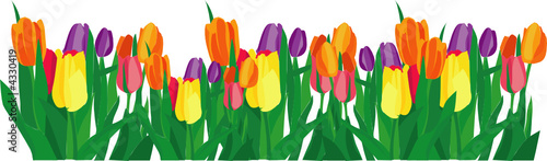 tulips