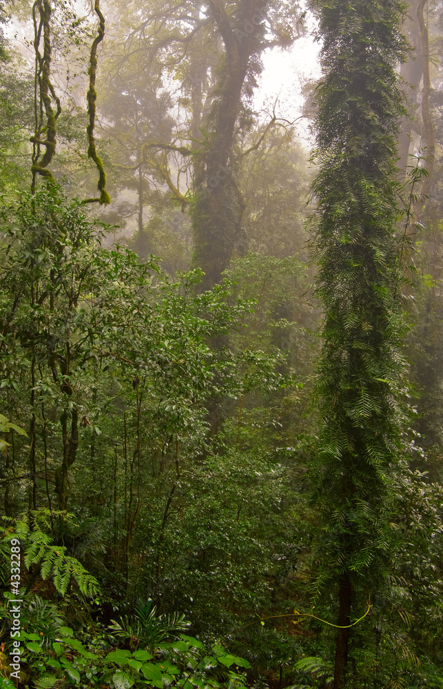 Obraz premium dorrigo world heritage rainforest on a foggy day