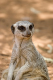 a small cute meerkat sits and watches