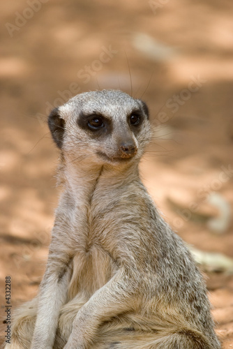 a small cute meerkat sits and watches