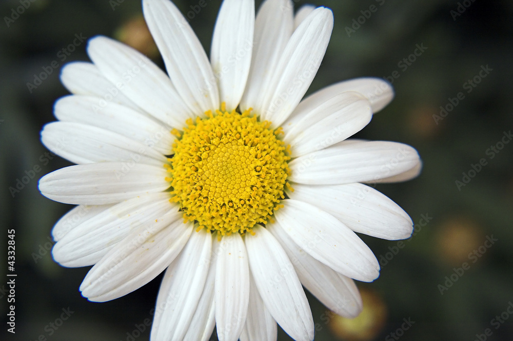 Obraz premium Margarita (Primer Plano)