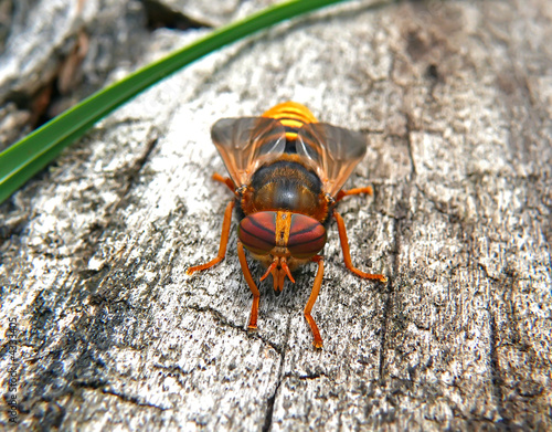 Fly Tabanus 6 photo