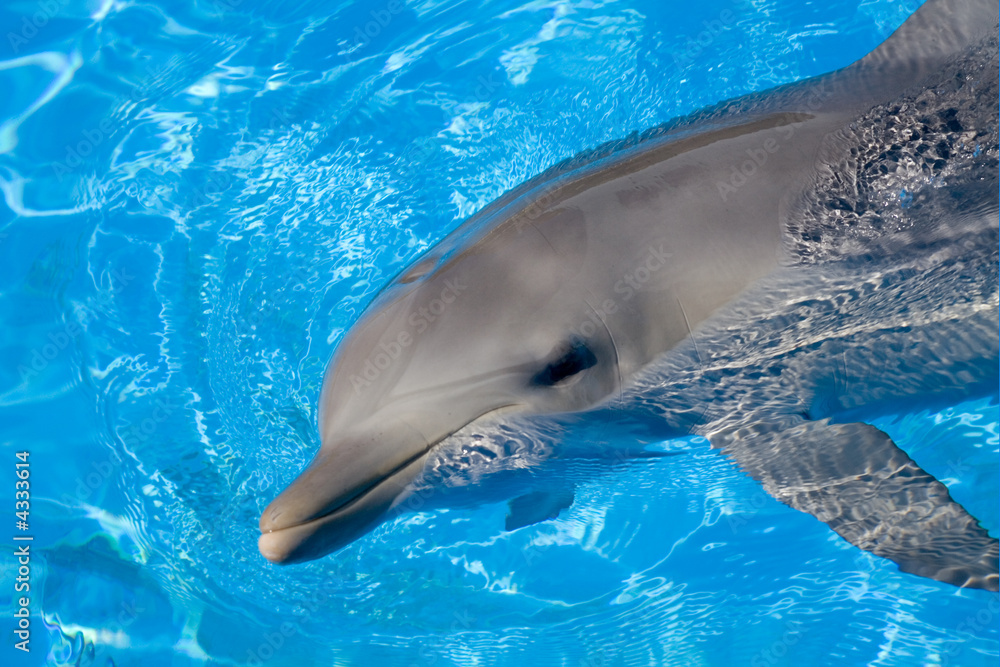 Naklejka premium Bottlenose Dolphin