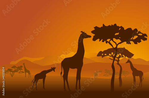 Silhouettes of giraffes in national park of Kenya