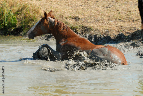 cheval couché dans la boue