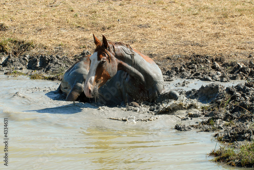 cheval prenant soin de sa peau !
