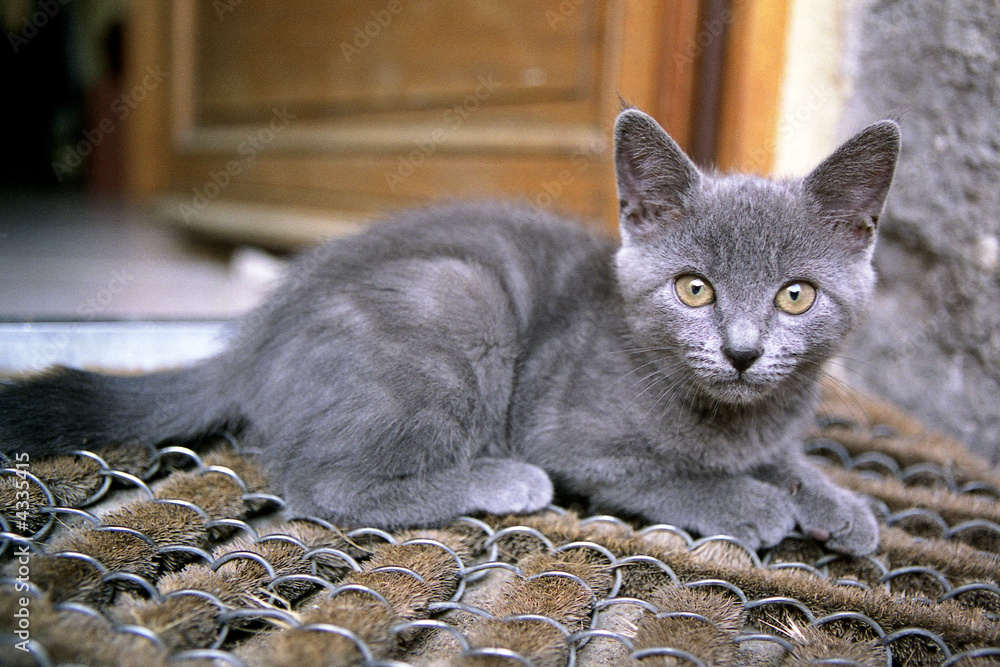 Chat gri assis sur un tapis devant la porte ouverte. Stock Photo | Adobe  Stock