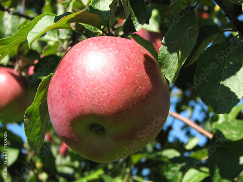 apple