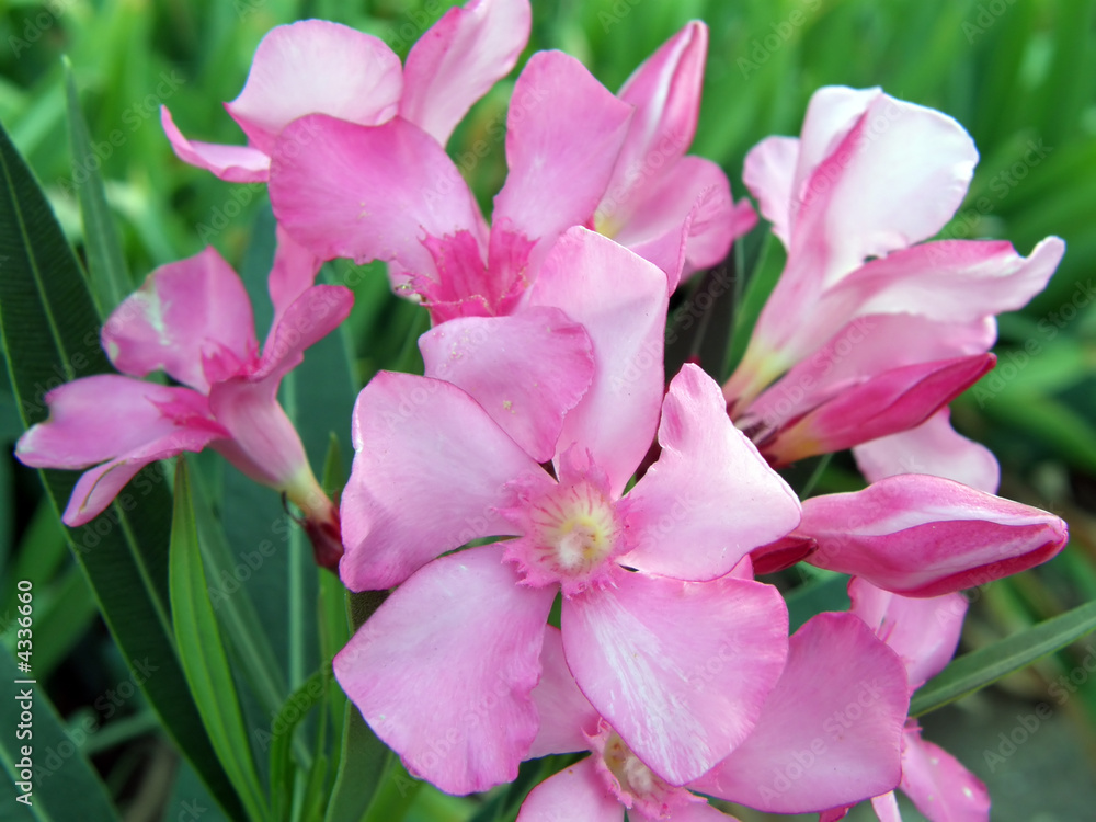 tropical flowers. tropical flowers.