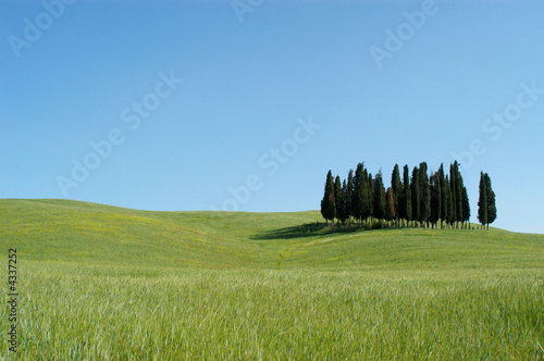 Cipressi in Toscana 04 photo