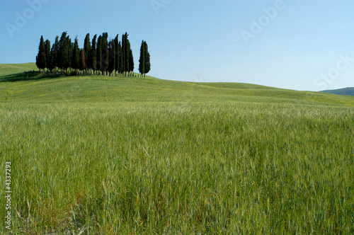 Cipressi in Toscana 03