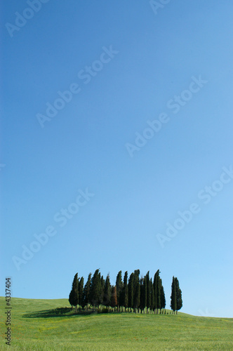 cipressi in toscana
