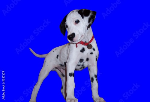 proud puppy dalmatian - blue