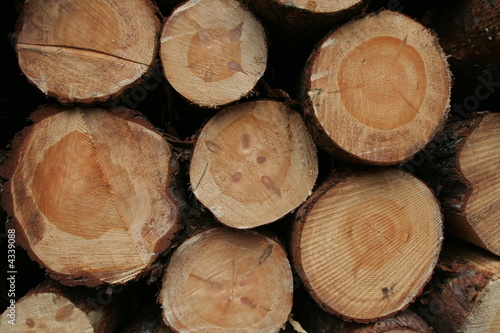 Lumbers in crosscut
