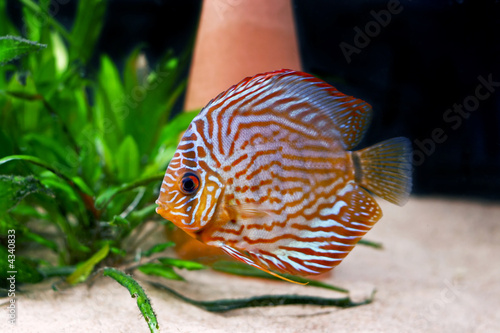 colorful tropical discus fish