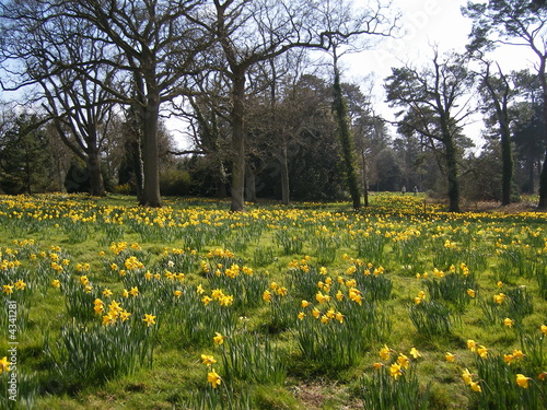 New Forest in Bloom - A Daffodil Field