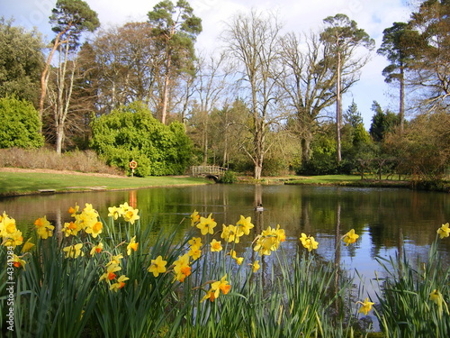 New Forest  Pond - Snowdrops & Daffodils