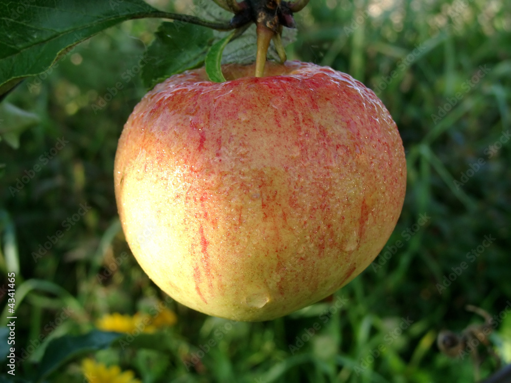 apple apple