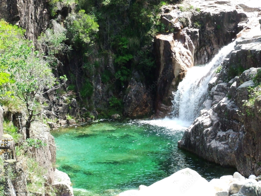 Fototapeta premium green pond