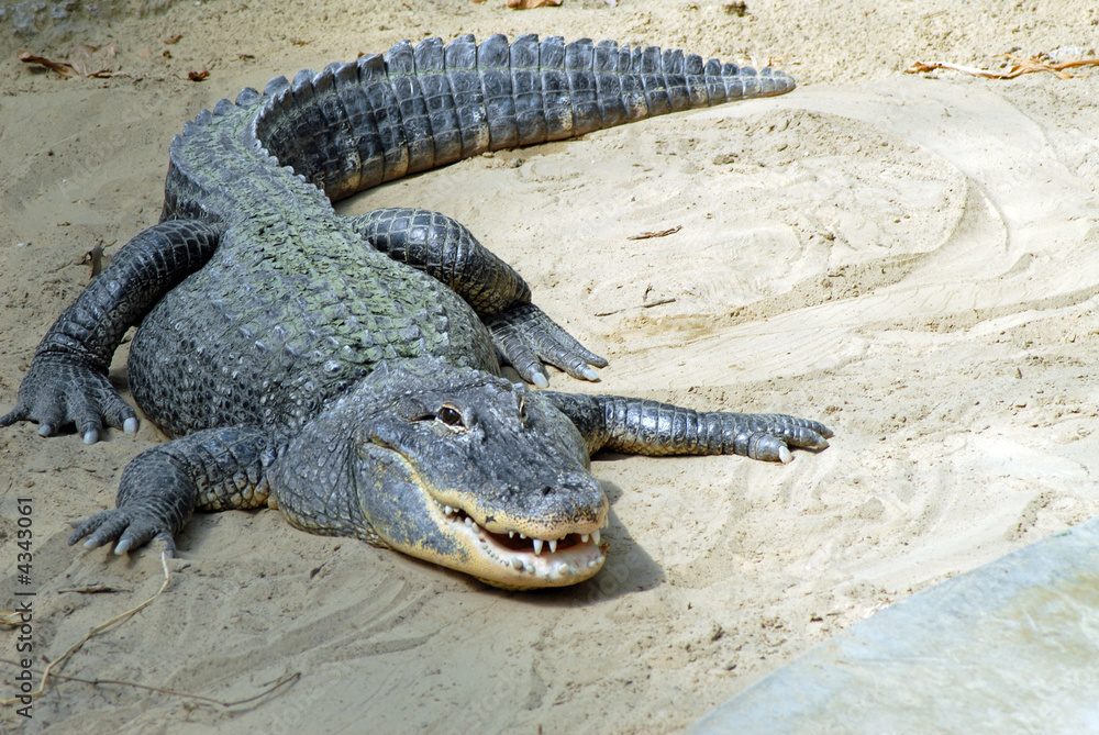 Obraz premium Alligator