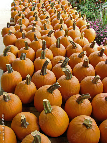 Pumpkins for Sale