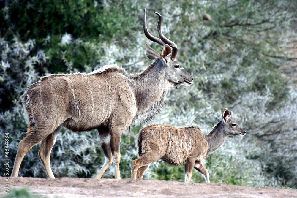 A Greater Kudu pair (Tragelaphus strepsiceros) A Greater Kudu pair (Tragelaphus strepsiceros)