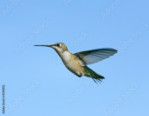 Flying female Ruby-Throated Hummingbird with blue sky.
