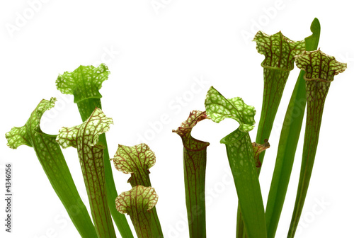 Trumpet Pitcher Plant