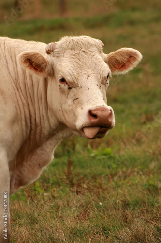 French white cow © Alcuin