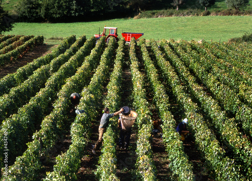 People at work at vineyard during harvest