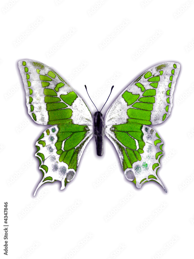 papillon papillon