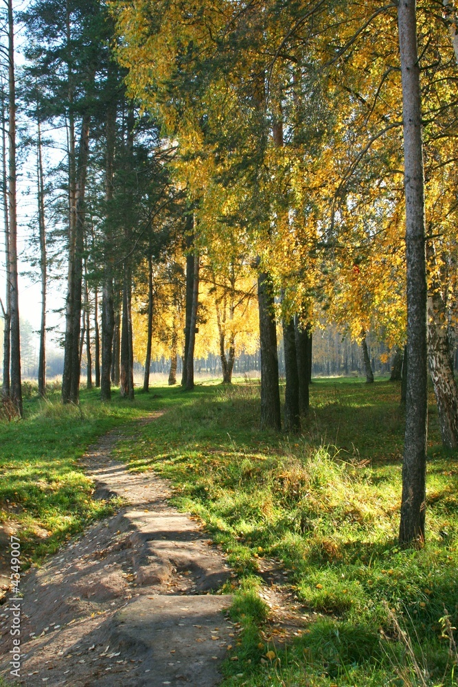 Fototapeta premium Autumnal forest