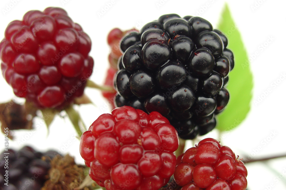 blackberry