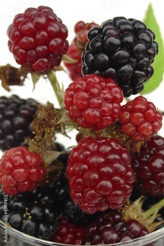 Wallpaper Mural blackberry Torontodigital.ca