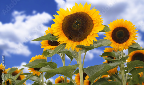 Fototapeta Naklejka Na Ścianę i Meble -  Sonnenblumen